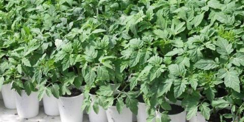 Žute mrlje na listovima sadnica paradajza i metode borbe s njima